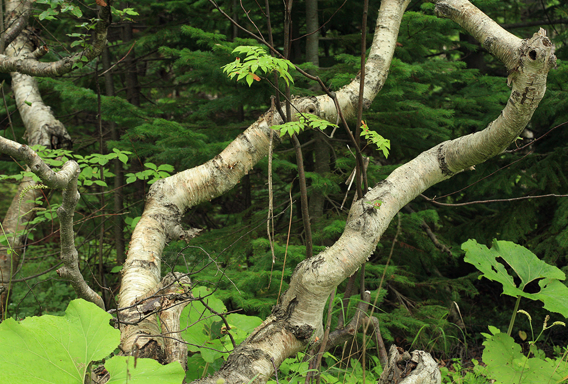 Изображение особи Betula ermanii.