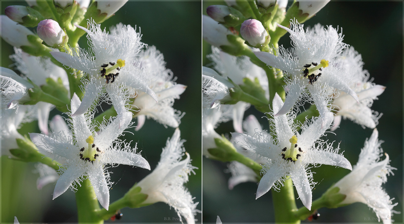 Изображение особи Menyanthes trifoliata.