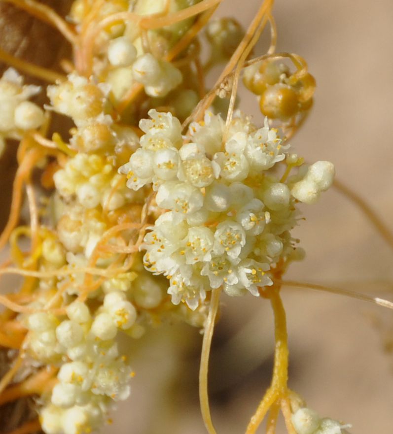 Image of Cuscuta campestris specimen.