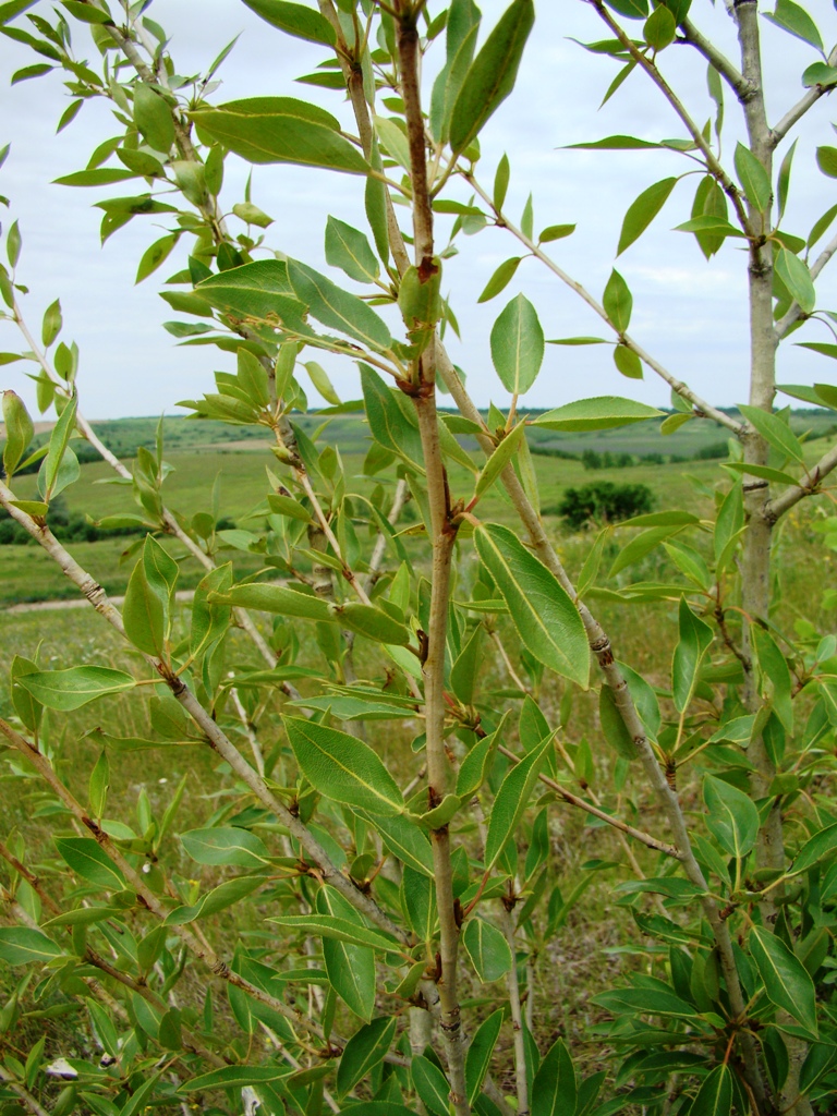 Image of Populus longifolia specimen.