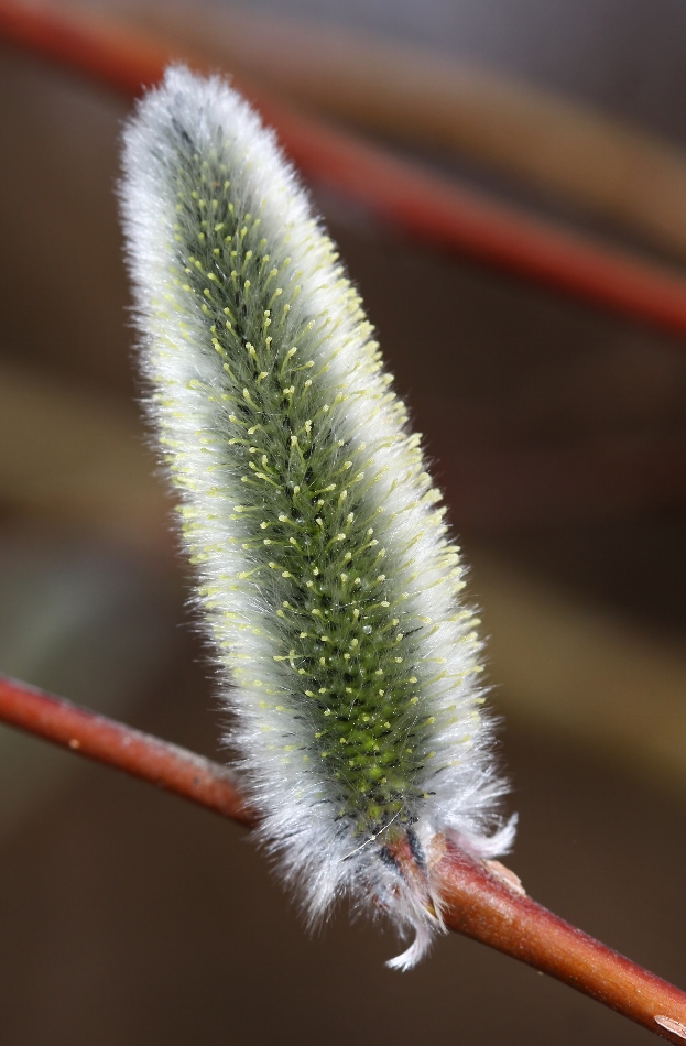 Image of Salix gracilistyla specimen.