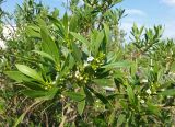 Myoporum acuminatum