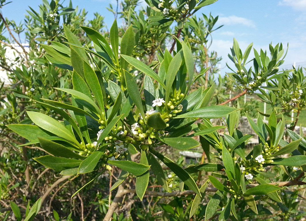 Изображение особи Myoporum acuminatum.