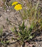 Crepis vesicaria подвид taraxacifolia. Цветущее растение. Греция, Халкидики, окр. с. Неа Потидеа (Νέα Ποτίδαια), пляж. 14.04.2017.