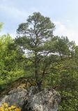 Pinus sylvestris ssp. hamata