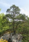 Pinus sylvestris ssp. hamata