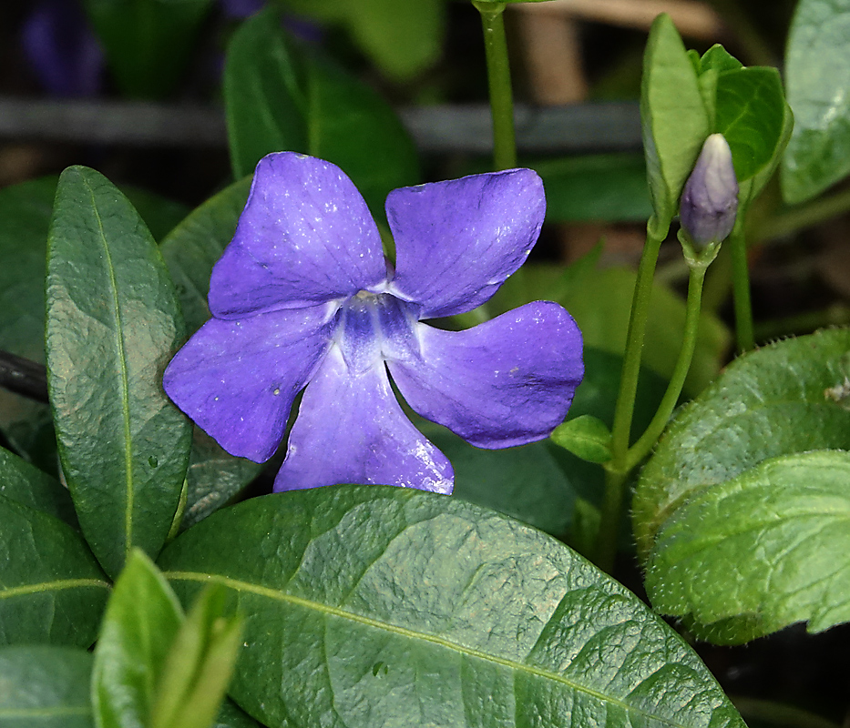 Изображение особи Vinca minor.