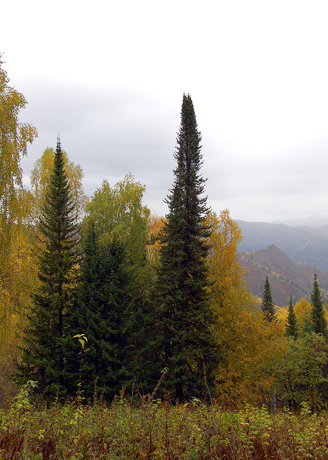 Изображение особи Abies sibirica.