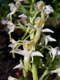 Platanthera &times; hybrida