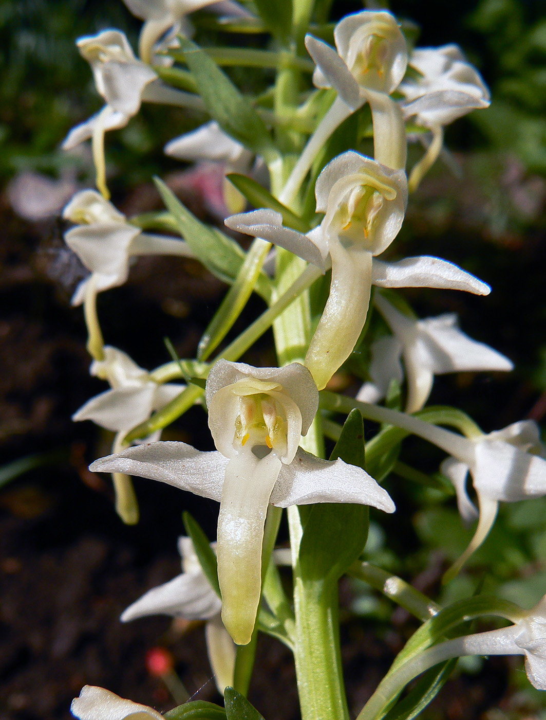 Изображение особи Platanthera &times; hybrida.