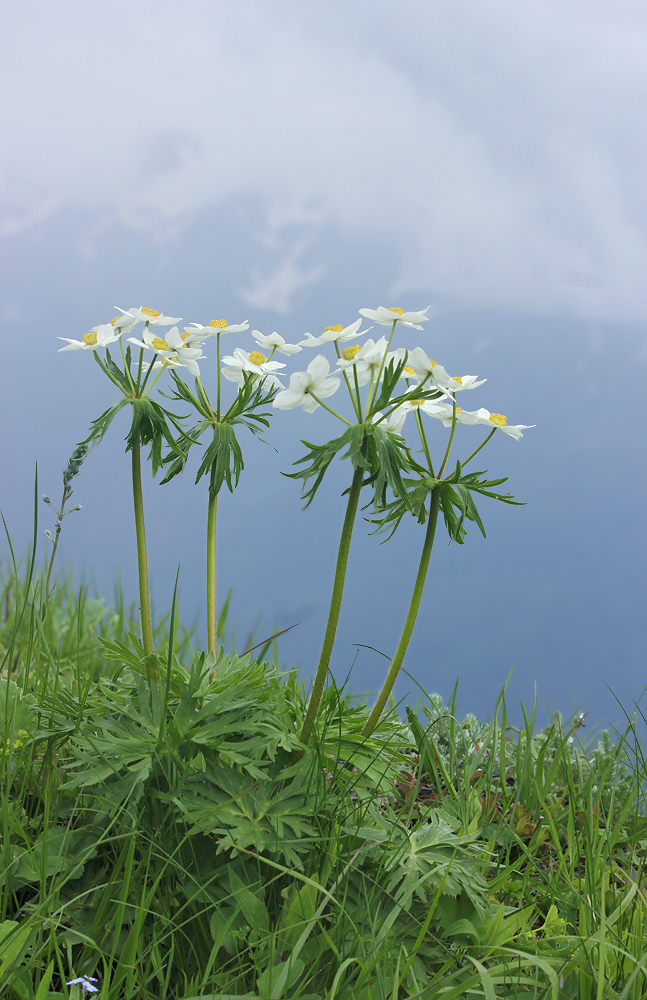 Image of Anemonastrum fasciculatum specimen.