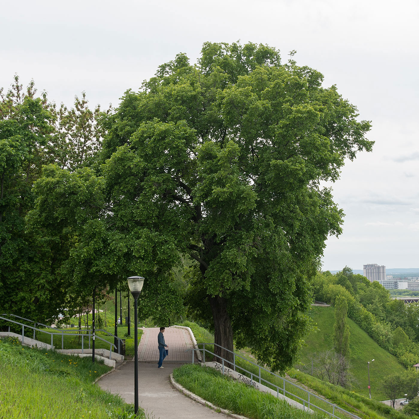 Изображение особи Ulmus glabra.