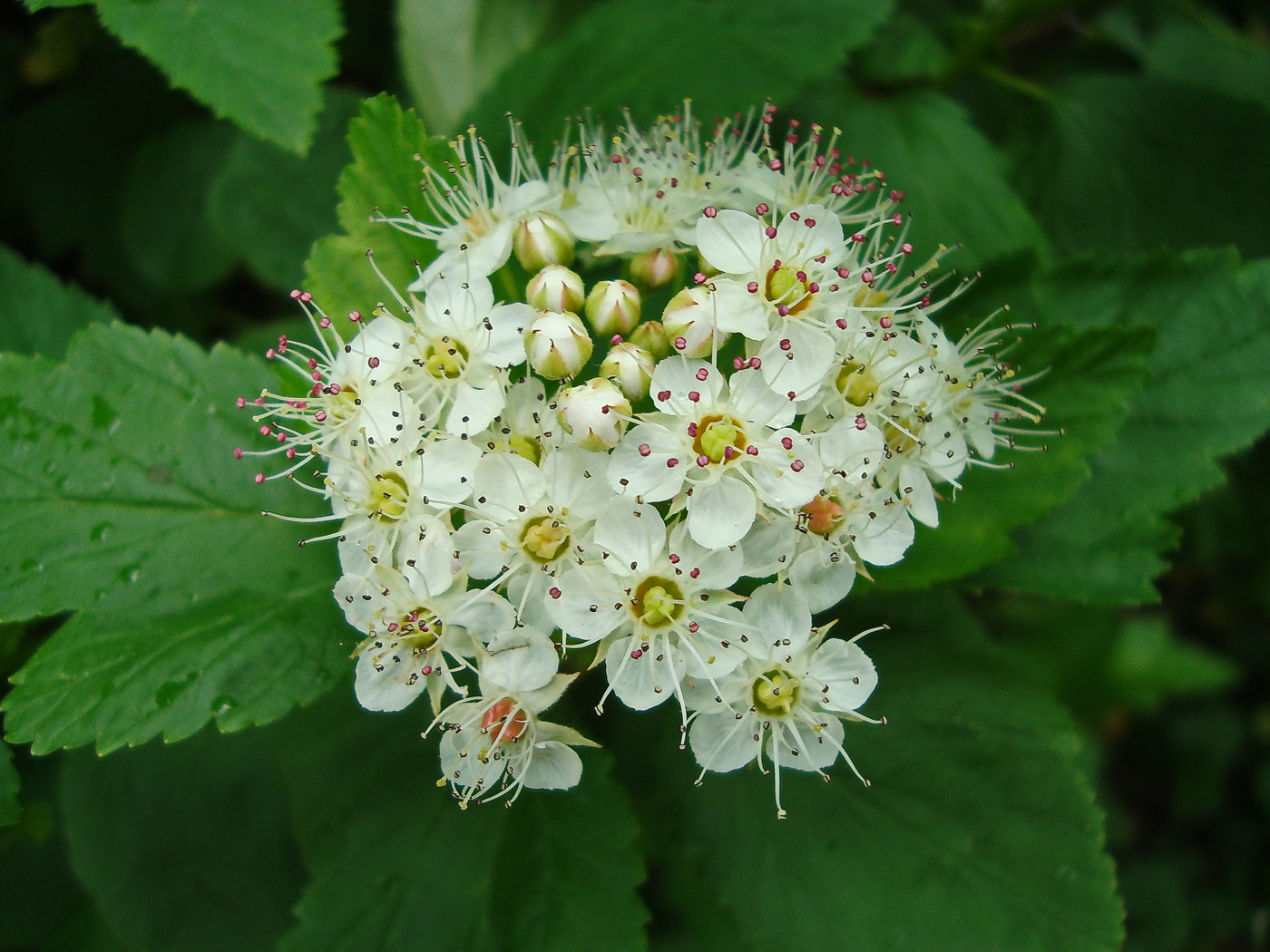 Image of Physocarpus opulifolius specimen.