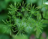 genus Chaerophyllum