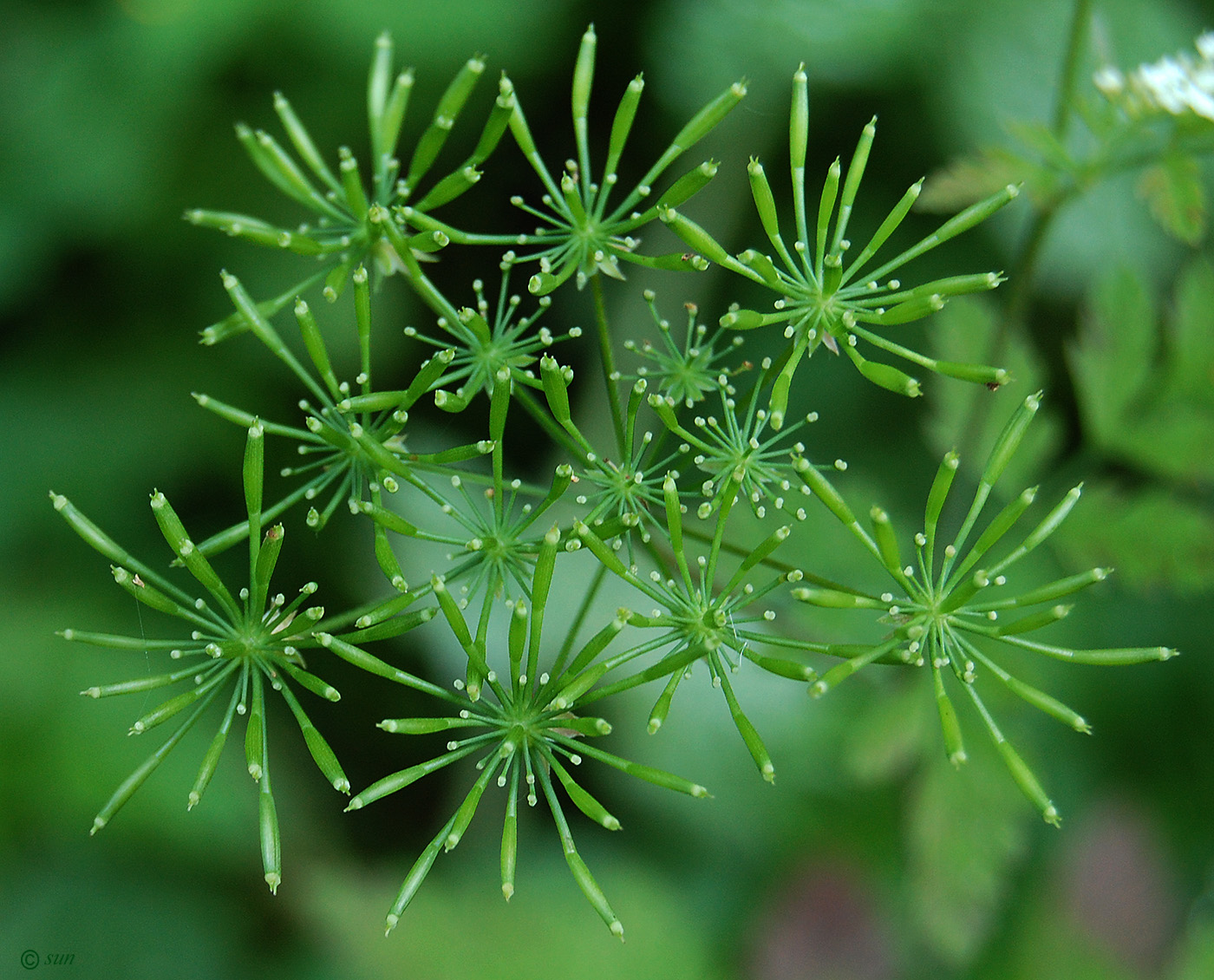 Изображение особи род Chaerophyllum.