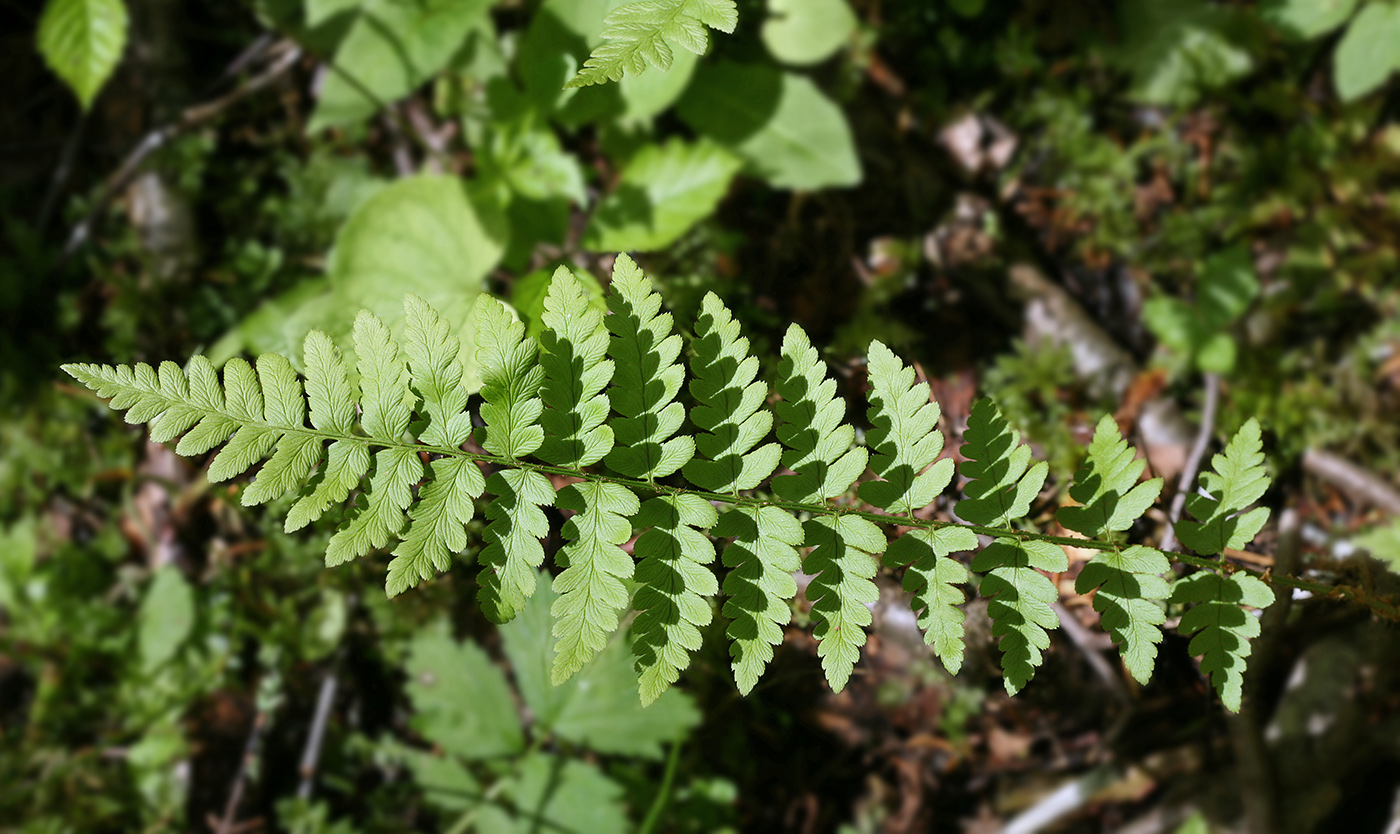 Изображение особи Dryopteris cristata.