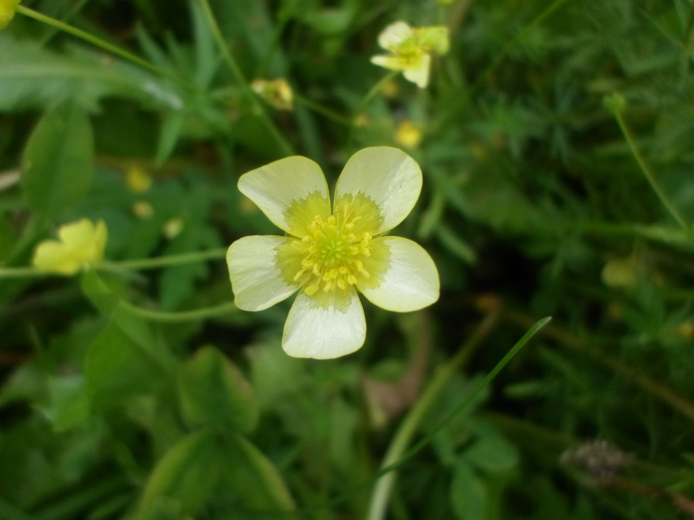 Image of Ranunculus acris specimen.
