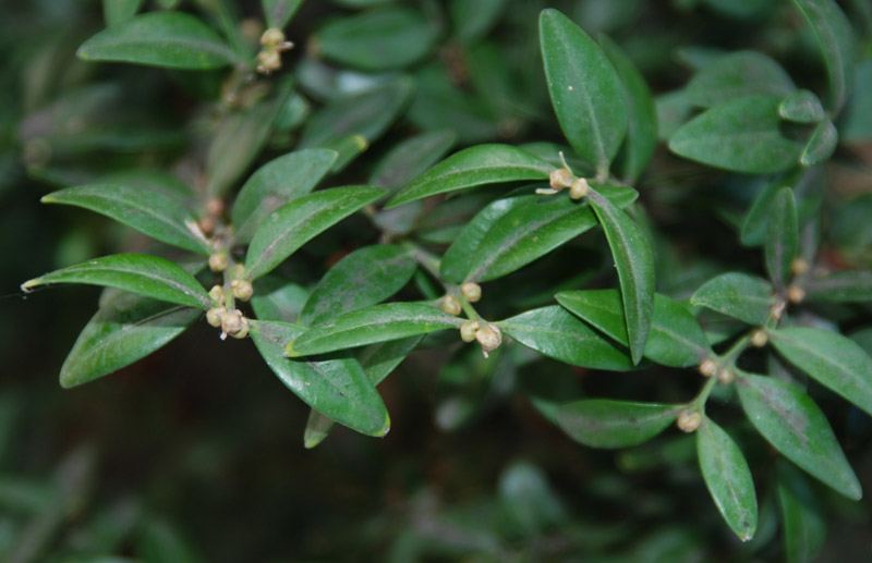 Image of Buxus colchica specimen.