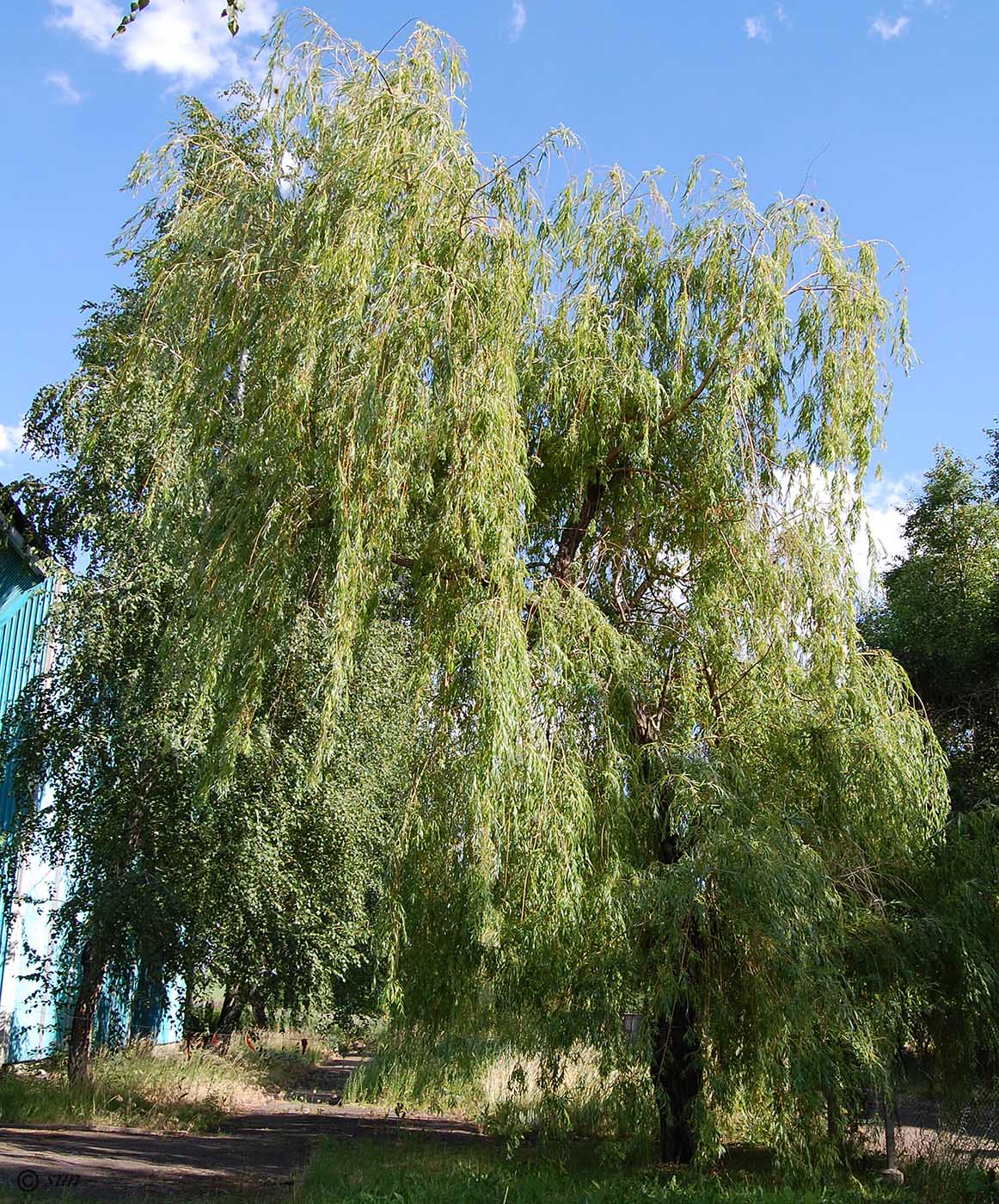 Image of genus Salix specimen.