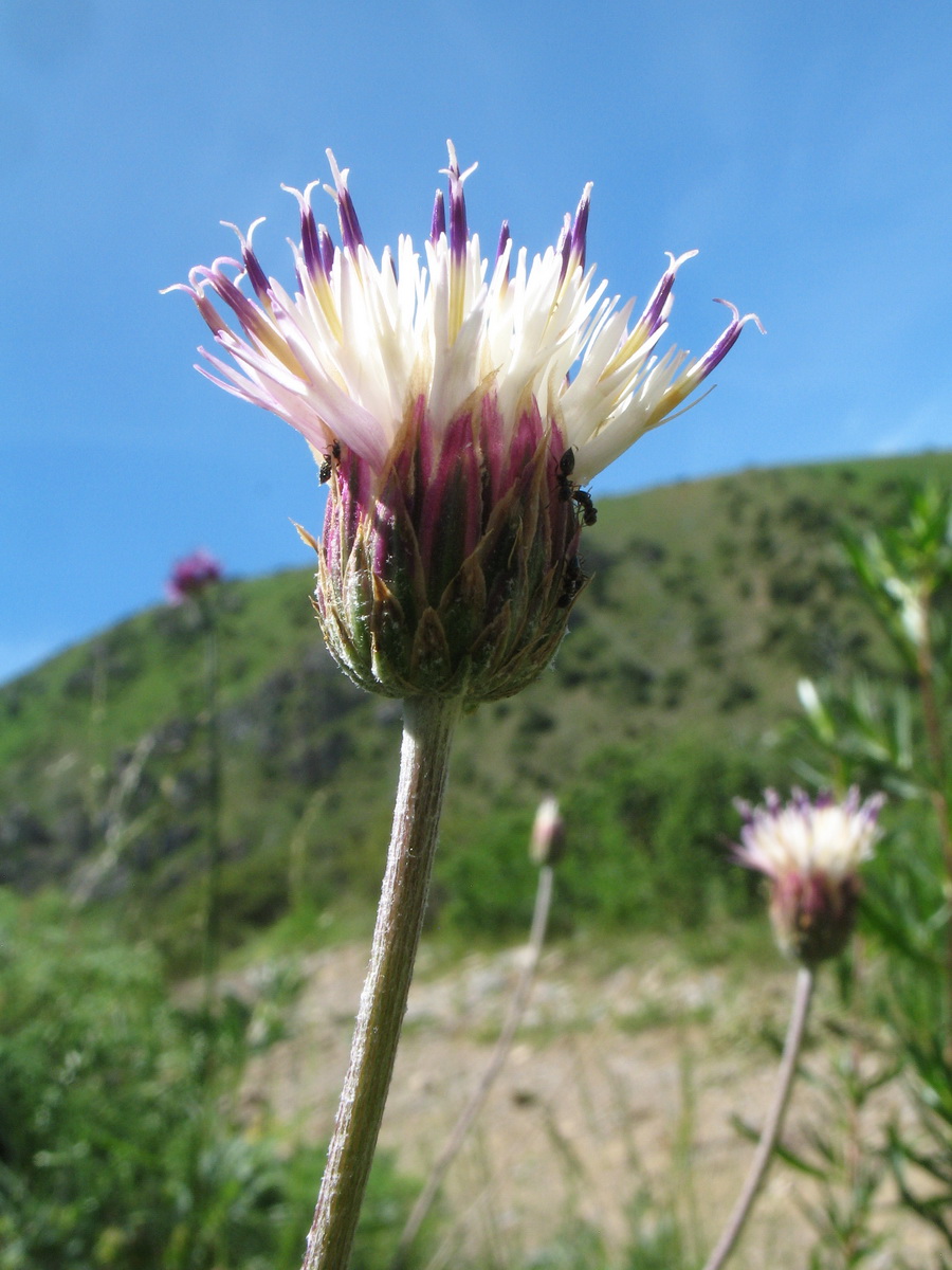 Image of Jurinea suffruticosa specimen.