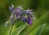 Symphytum officinale. Отцветающее соцветие. Нижегородская обл., Кстовский р-н, луг на берегу Волги. 11.07.2017.