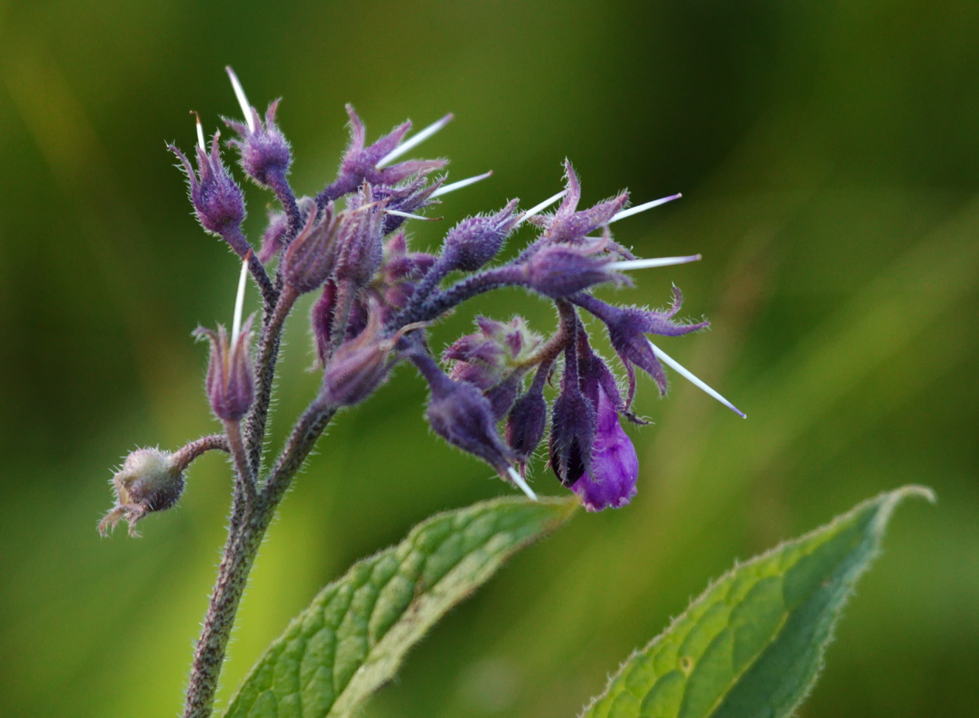 Image of Symphytum officinale specimen.