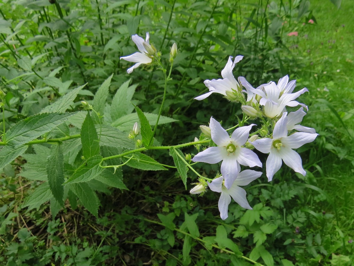 Image of Gadellia lactiflora specimen.