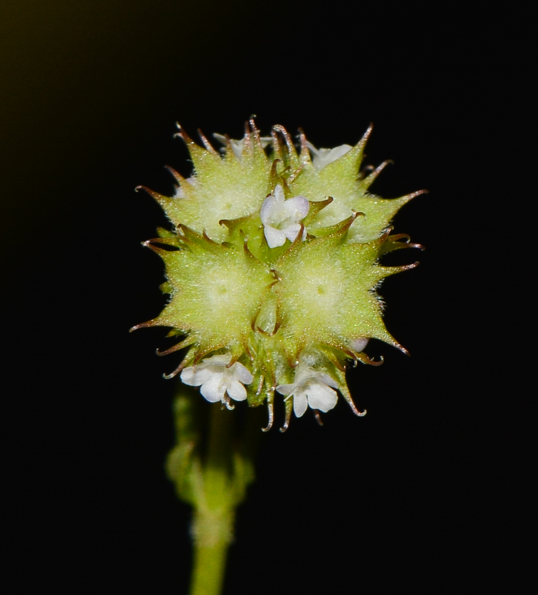 Изображение особи Valerianella coronata.