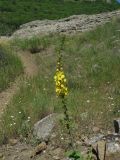 Verbascum spectabile