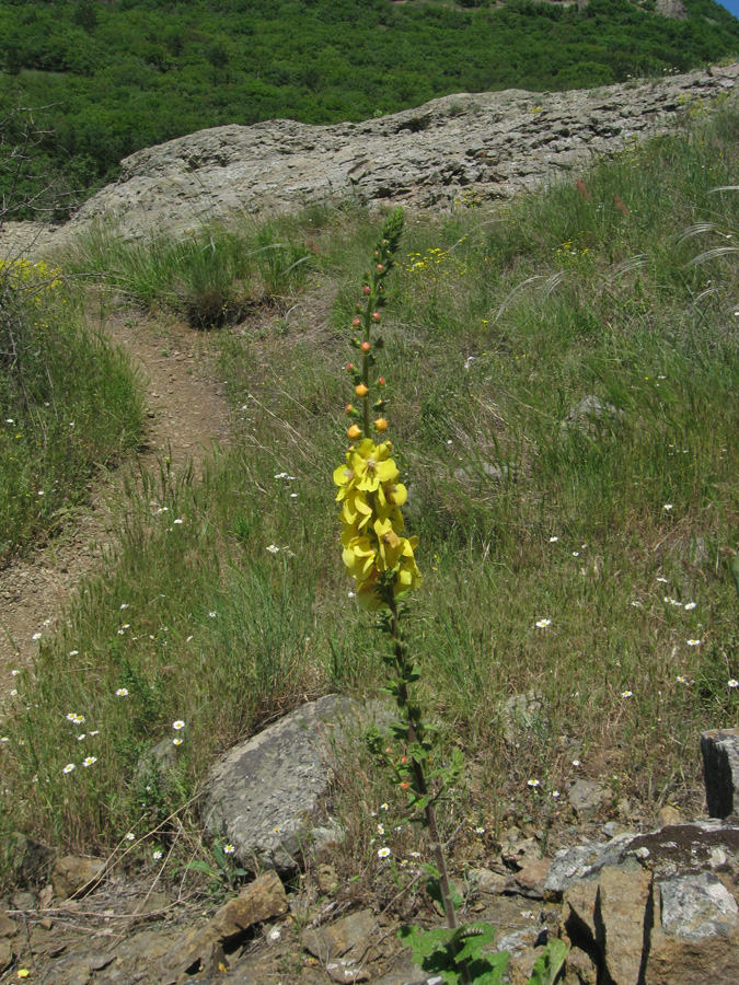 Изображение особи Verbascum spectabile.