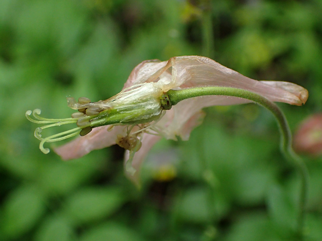 Image of Aquilegia vulgaris specimen.