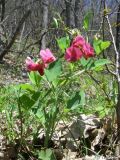 Lathyrus rotundifolius