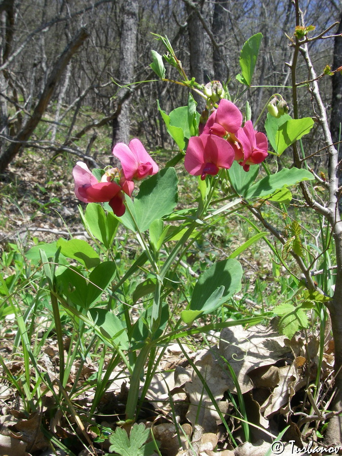 Изображение особи Lathyrus rotundifolius.