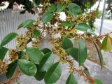 Chrysophyllum cainito