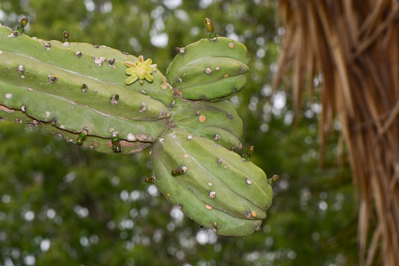 Изображение особи Myrtillocactus geometrizans.