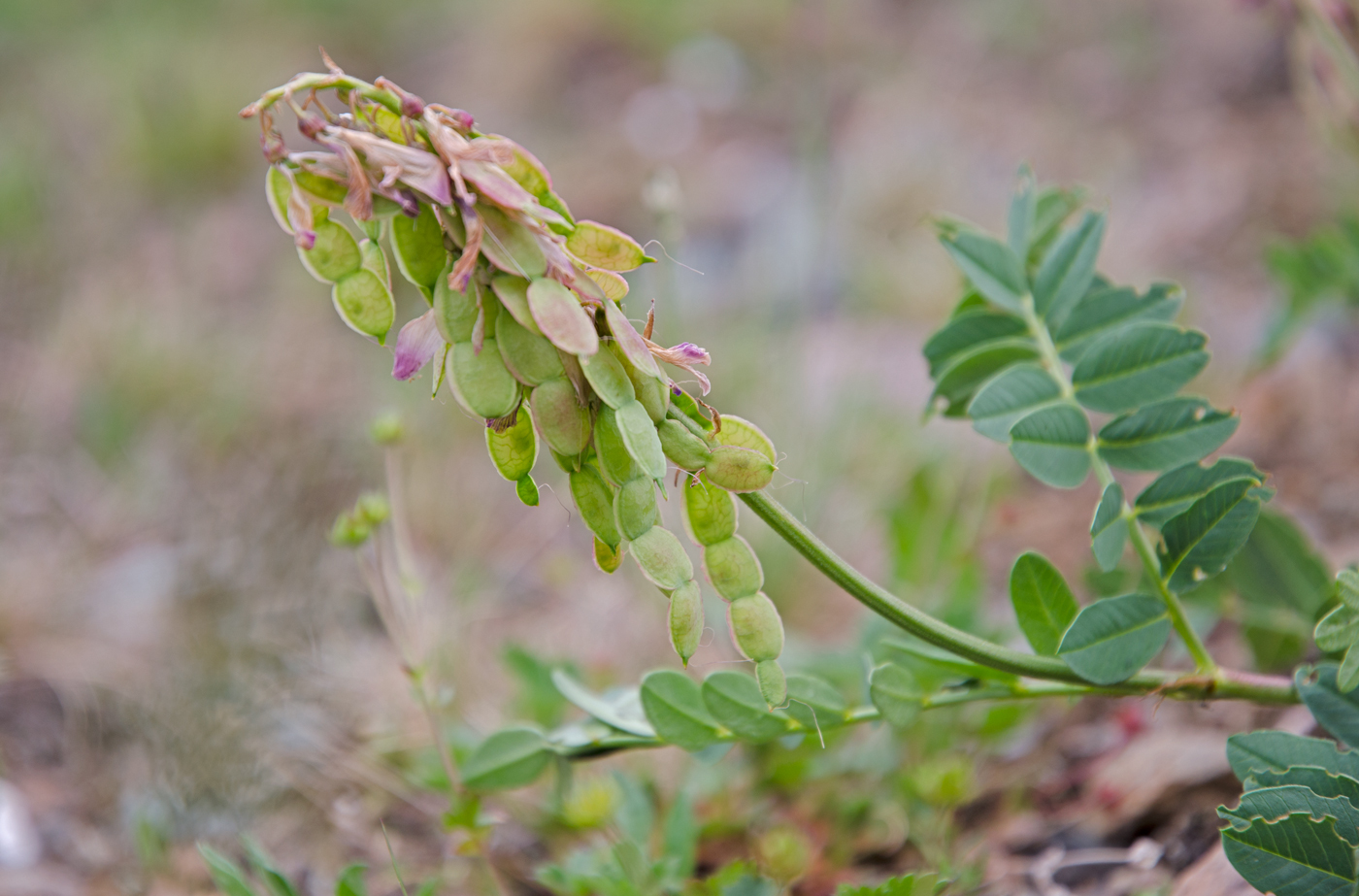 Изображение особи Hedysarum austrosibiricum.