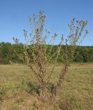 Cirsium serrulatum. Цветущие и плодоносящие растения. Краснодарский край, Абинский р-н, окр. станицы Шапсугская, поляна у подножия горы Острая. 30.08.2014.