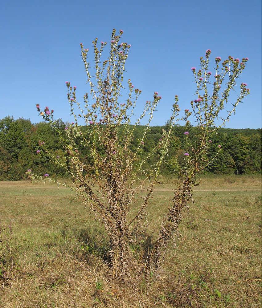 Image of Cirsium serrulatum specimen.