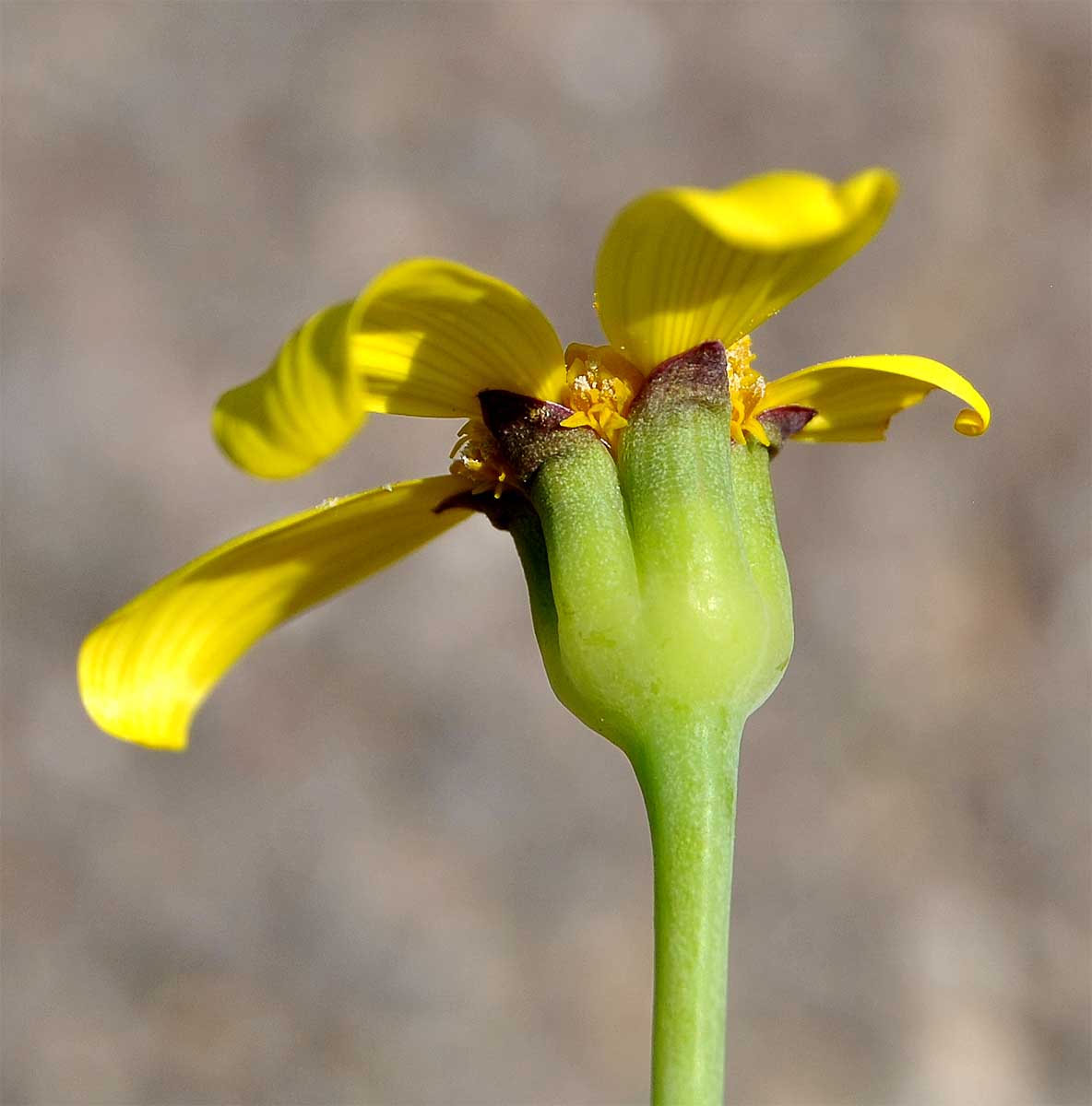 Image of Othonna arborescens specimen.