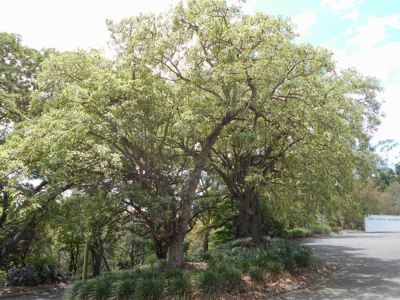 Image of Phytolacca dioica specimen.