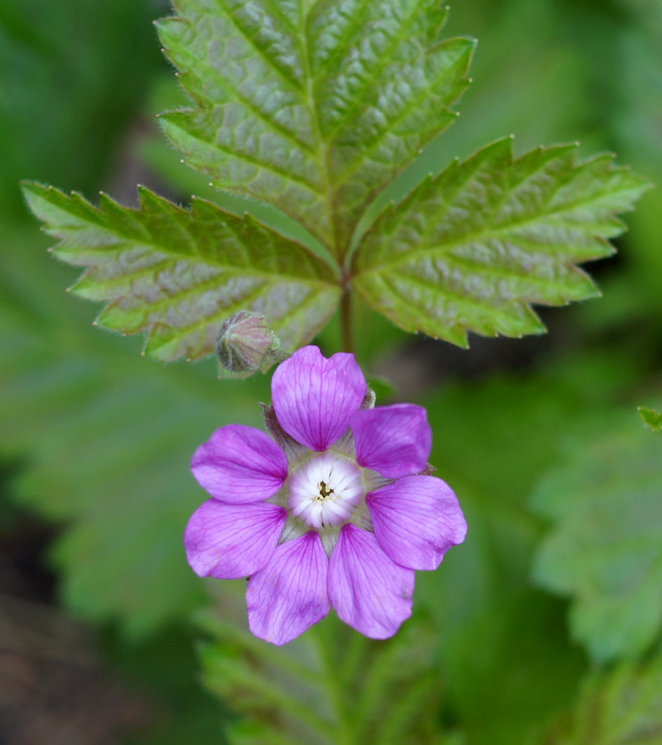 Image of Rubus arcticus specimen.