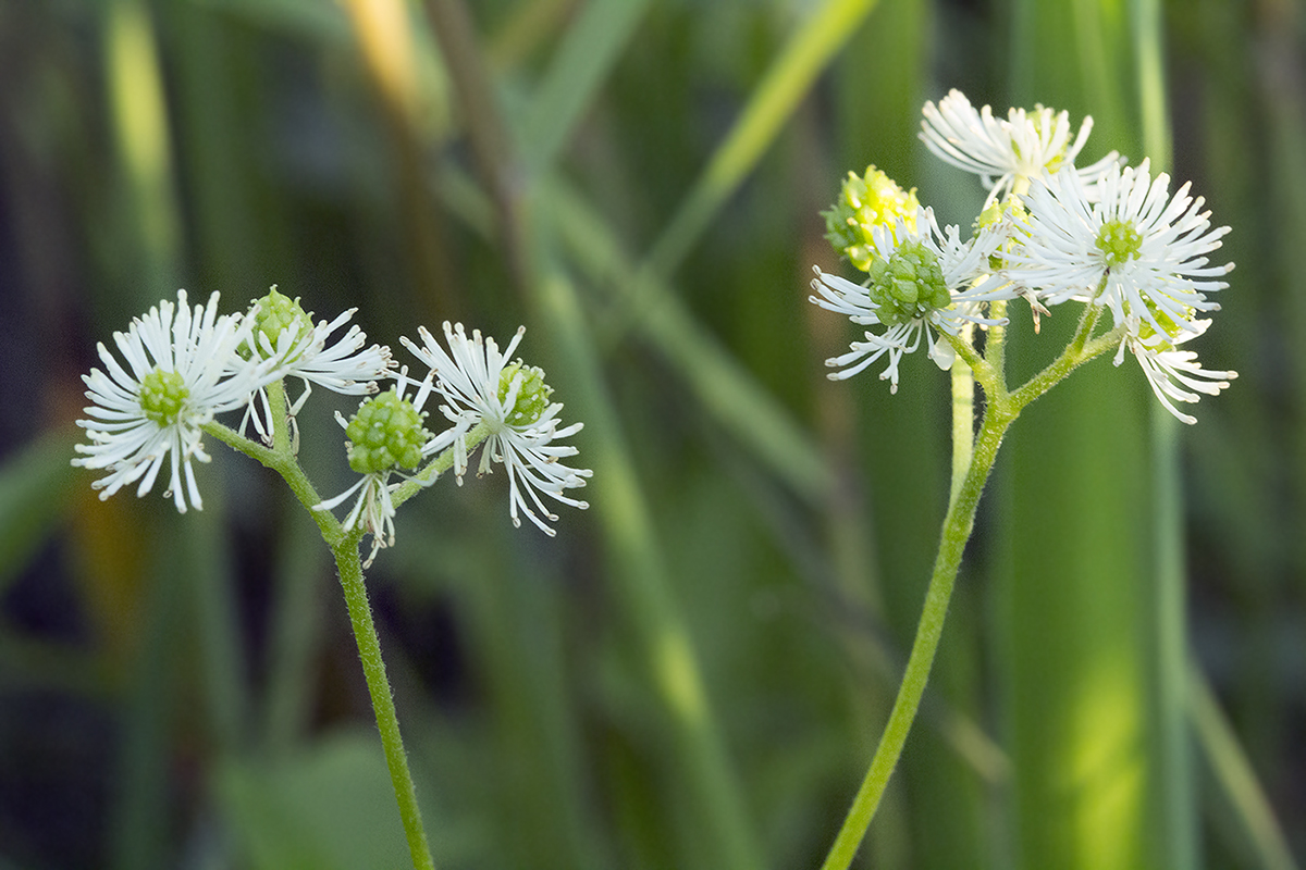 Изображение особи Trautvetteria japonica.