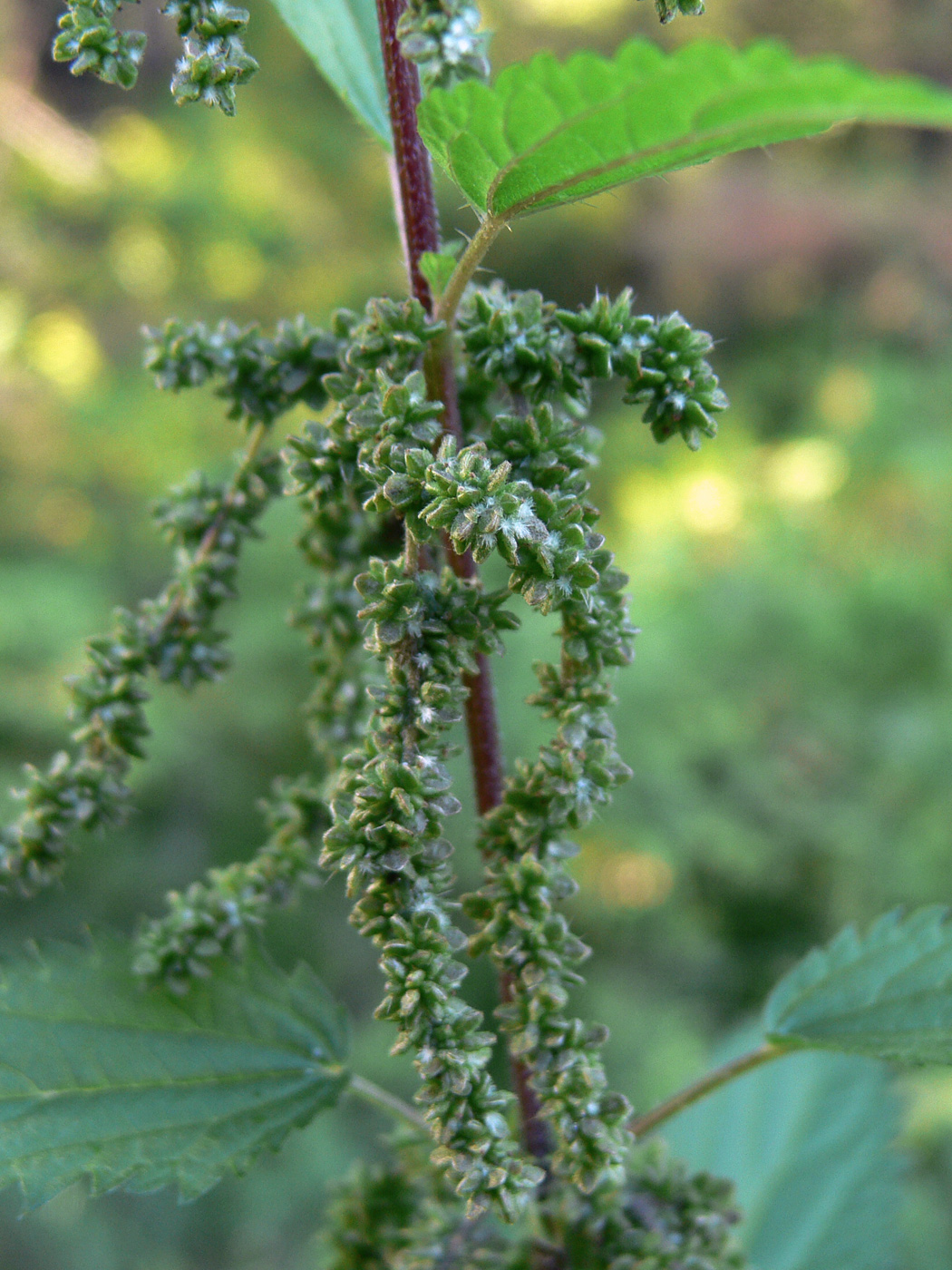 Image of Urtica dioica specimen.