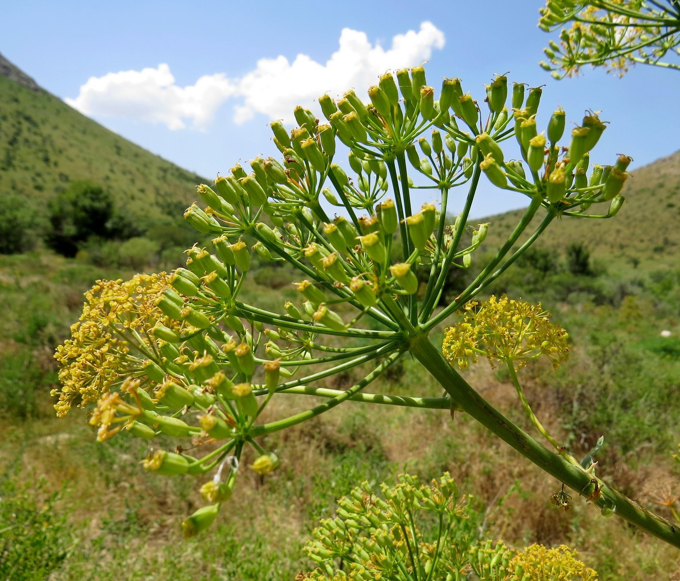 Изображение особи Ferula penninervis.