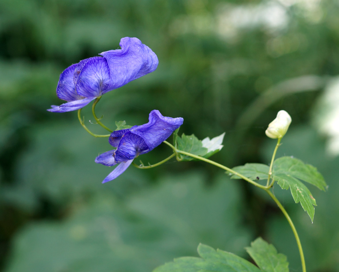 Изображение особи Aconitum maximum.