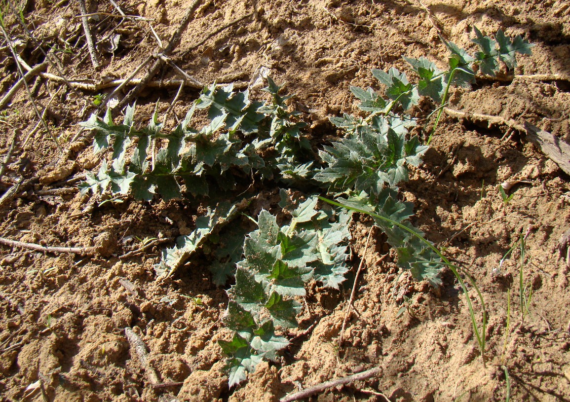 Image of familia Asteraceae specimen.