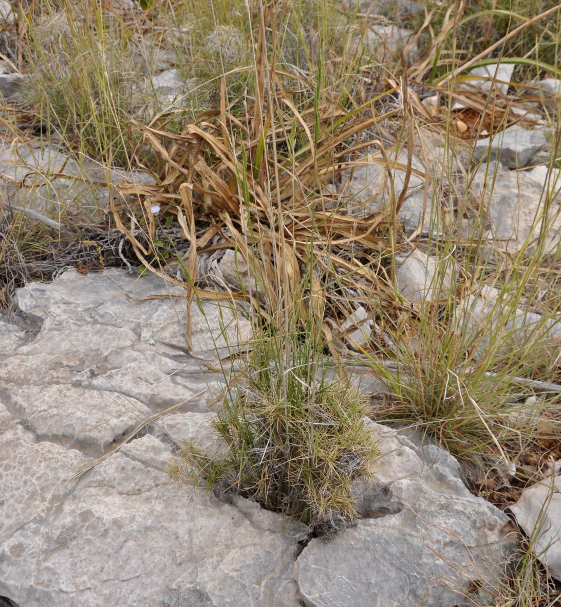 Image of Brachypodium retusum specimen.