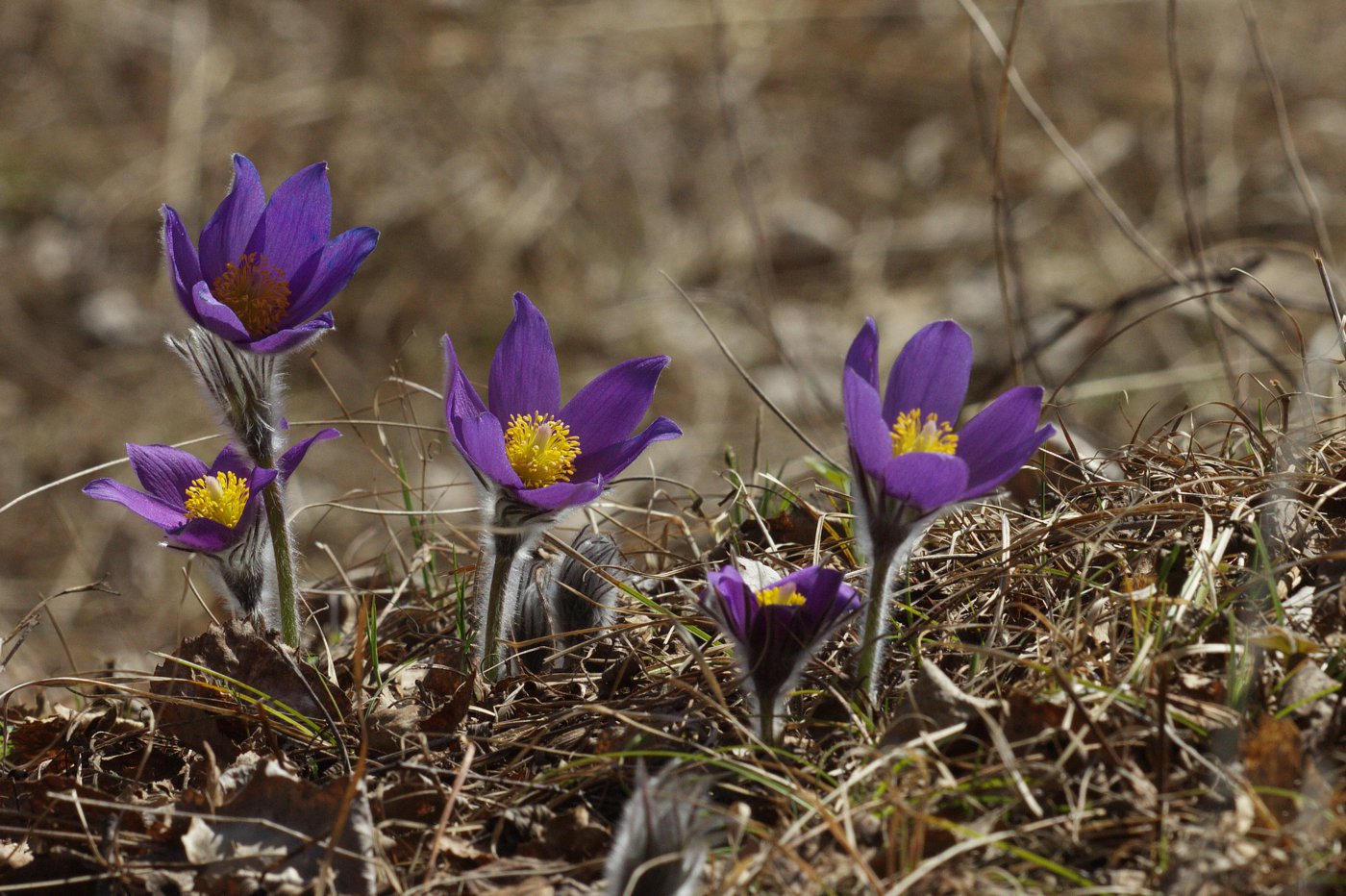 Image of Pulsatilla patens specimen.