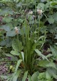 Plantago lanceolata. Цветущие растения. Испания, автономное сообщество Каталония, провинция Жирона, комарка Ла-Гарроча, подр-н (субкомарка) де Олот, муниципалитет Санта-Пау, опушка букового леса Фажеда д’эн Жорда. 14.05.2017.