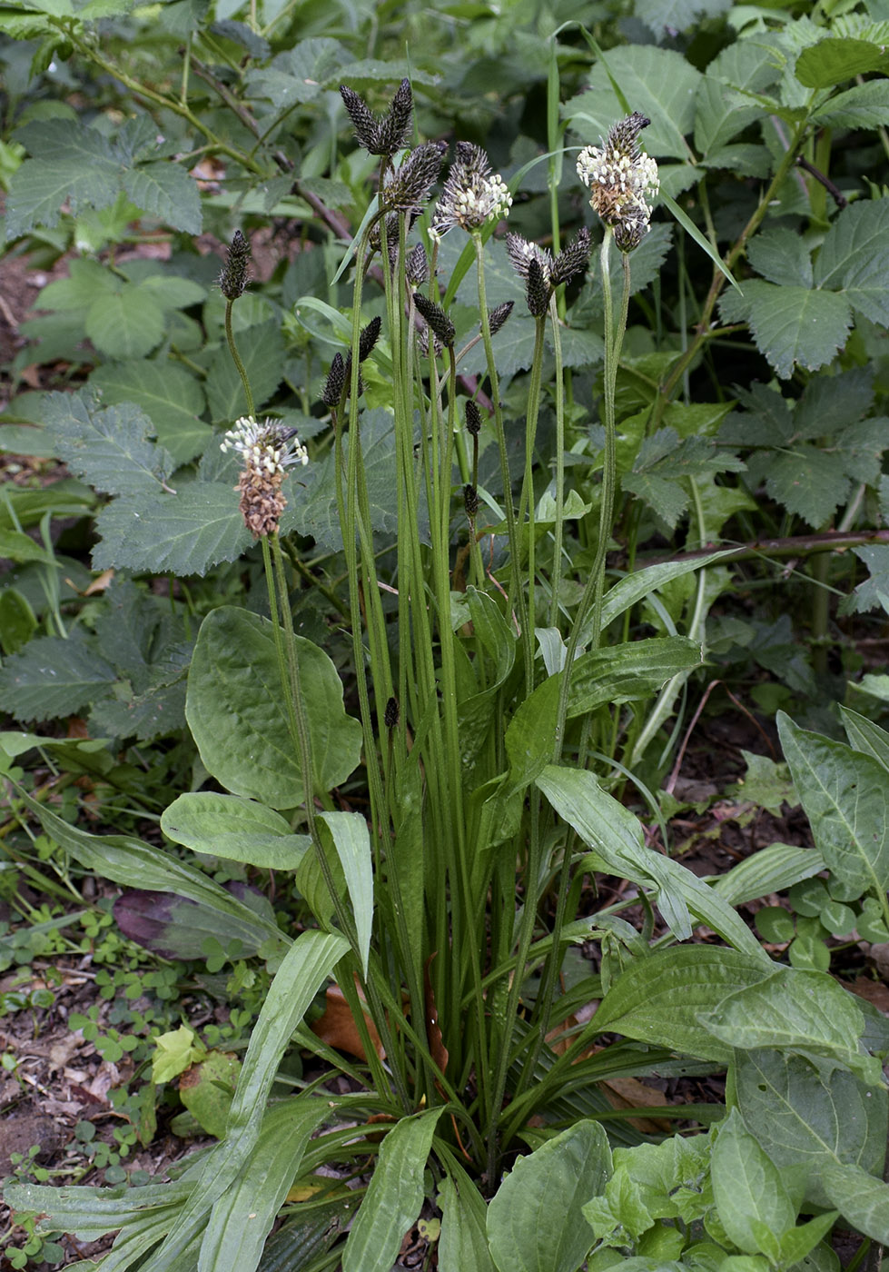 Image of Plantago lanceolata specimen.